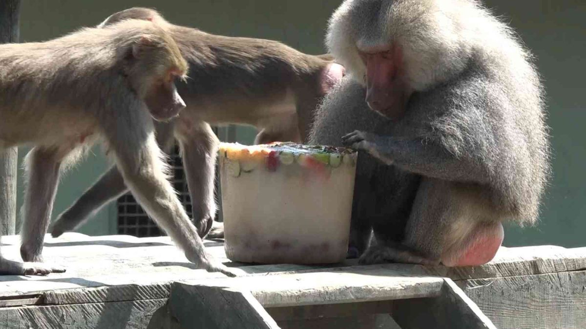  Bursa'da aşırı sıcaklar nedeniyle hayvanlara buzlu meyve verildi