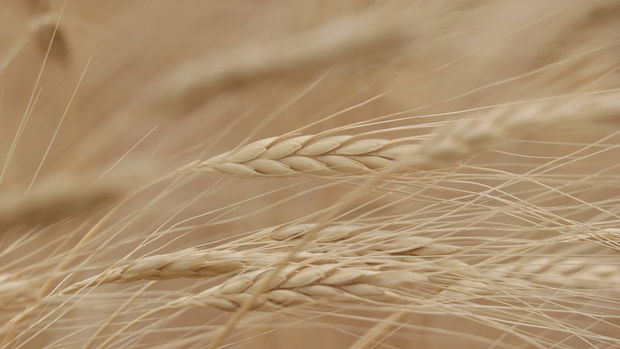  Buğday fiyatları Putin'in sözleriyle sıçradı