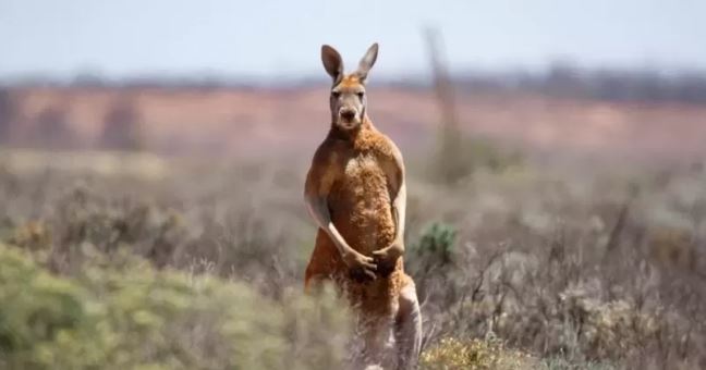  Avustralya'da bir adam evinde kangurusu tarafından öldürüldü